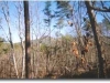 cheaha-march-1998-7