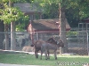 oakmtn2
